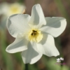 Picture of Lieke (8st)