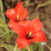 Picture of Linifolia (10 st)
