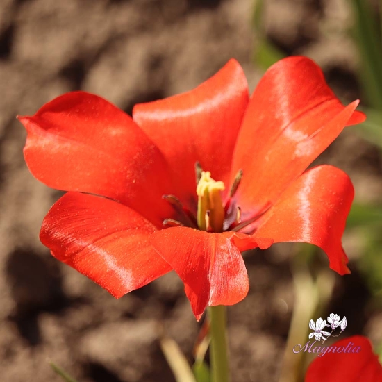 Picture of Linifolia (10 st)