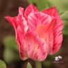 Picture of Miss Elegance (8st)