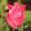 Picture of Miss Elegance (8st)