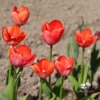 Picture of Orange van Eijk (11st)