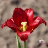 Picture of Pacific Pearl (8st)