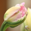 Picture of Peach Blossom (7st)