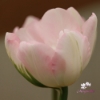 Picture of Peach Blossom (7st)