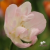 Picture of Peach Blossom (7st)