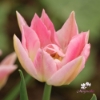 Picture of Peach Blossom (7st)