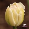 Picture of Peach Blossom (7st)