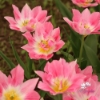 Picture of Peach Blossom (7st)