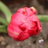 Picture of Pulchella Humilis Tete a Tete (6st)