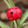 Picture of Pulchella Humilis Tete a Tete (6st)