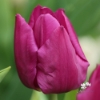Picture of Purple Prince (7st)