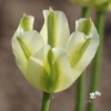 Picture of Spring Green (8st)