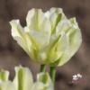 Picture of Spring Green (8st)