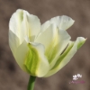 Picture of Spring Green (8st)
