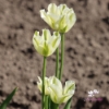 Picture of Spring Green (8st)