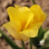 Picture of Strong Gold (9st)