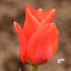 Picture of Sweet Lady (8st)