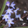 Picture of Vårstjärna 'Chionodoxa Forbesii' (20 st)