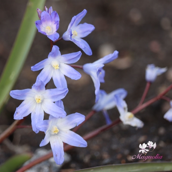 Picture of Vårstjärna 'Chionodoxa Forbesii' (20 st)