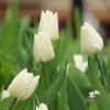 Picture of White Marvel (9st)