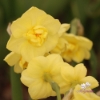 Picture of Yellow Cheerfulness (5st)