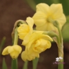 Picture of Yellow Cheerfulness (5st)