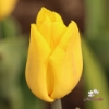 Picture of Yellow Flight (9st)