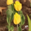 Picture of Yellow Flight (9st)