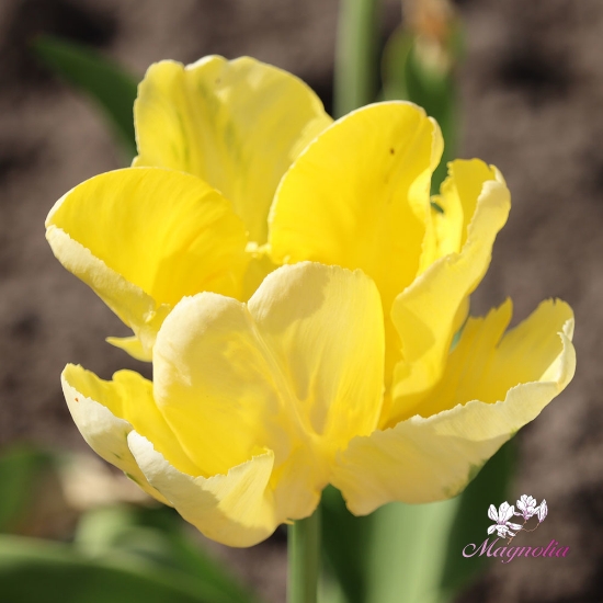 Picture of Yellow Madonna (6st)