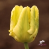 Picture of Yellow Madonna (6st)