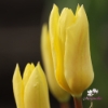 Picture of Yellow Purissima (9st)