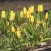 Picture of Yellow Purissima (9st)