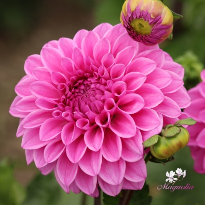 Picture of Anton Mauve