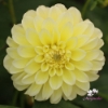 Picture of Bazuin Lemon