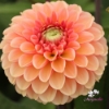Picture of Bazuin Salmon Orange