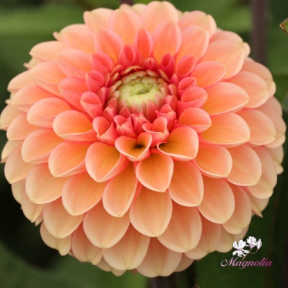 Picture of Bazuin Salmon Orange