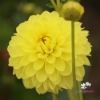 Picture of Bazuin Golden Yellow