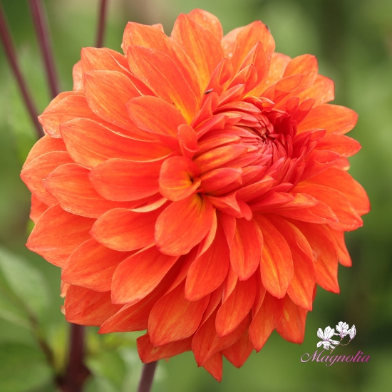 Picture of Big Zsazsa