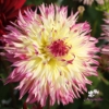 Picture of Caproz Josephine