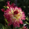 Picture of Caproz Josephine