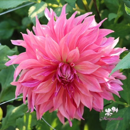 Picture of Crève Coeur