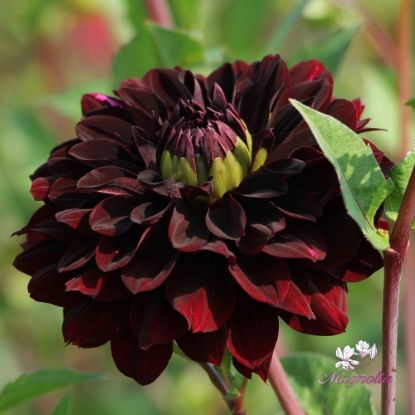 Bild på Czarny Charakter