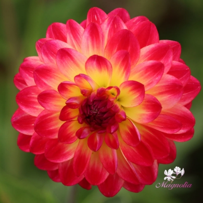 Picture of Double Shine