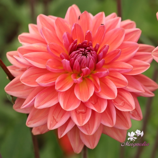 Bild på Dutch Pearl