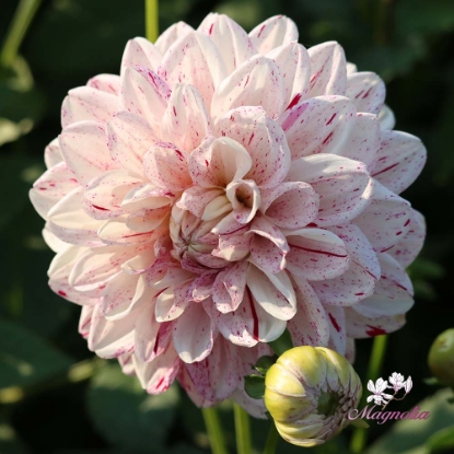 Picture of Fern Ridge Painted Lady