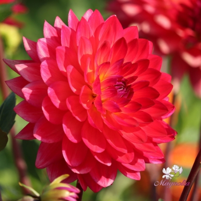 Picture of Kilburn Glow