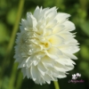 Picture of Myama Fubuki