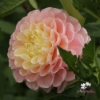 Picture of Opal
