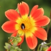 Picture of Orange Emperor
